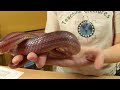 Reptiles, Amphibians, Invertebrates & Small Pets : Corn Snake Facts Reptiles, Amphibians, Invertebrates & Small Pets : Corn Snake Facts