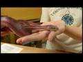 Reptiles, Amphibians, Invertebrates & Small Pets : Corn Snake Facts