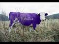 Kab�t-Honza's clip