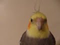 Marv-chan singing Marv-chan singing