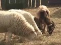CapeCast: March 19; We talk to rare animals in Plymouth