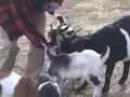 CapeCast: March 19; We talk to rare animals in Plymouth