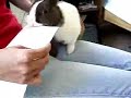 rabbit envelope opener