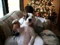 Keelie the talking dog....