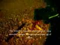 videos de Heboh Monster Ancol -  Mole Crab Attack