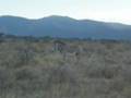 Samburu Safari - Africa