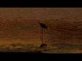 Sunset Birds