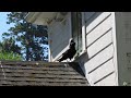 Click here to watch this video Raven 2.mov.MOV