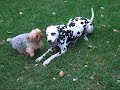 Blue is the matador!