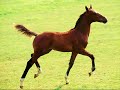 caballos