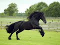 caballos