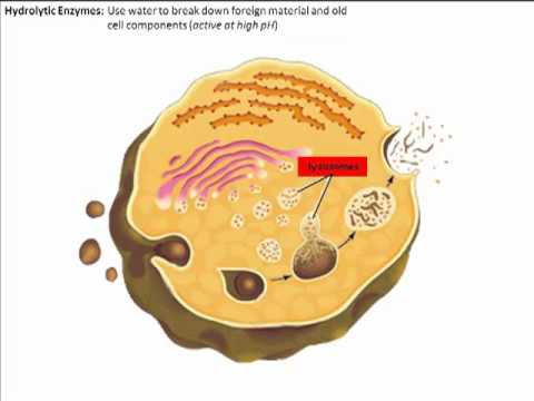 Lysosomes.mp4