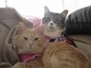 my cats