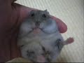 hamster grooming on my hand hamster grooming on my hand