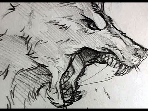 how to draw the head of a wolf