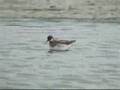 videos de Grauwe franjepoot, Red-necked Phalarope