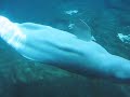 Sea World: Beluga Sea World: Beluga