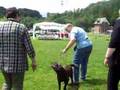 Labrador Retriever video