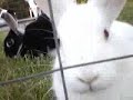 Sugar