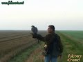Duck hawking with peregrine falcon