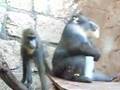mandril
