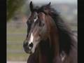 Wild Horses