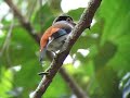 Silver-breasted Broadbill - Serilophus lunatus