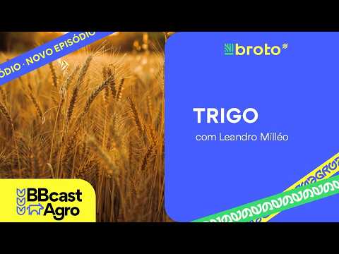 Trigo: preços em alta, avanço da colheita e condições das lavouras | BBCast Agro – 09/09/2026