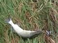 p�che au brochet a l\