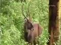 Tropical Grassland Ecosystems