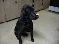 Lunas Trick
