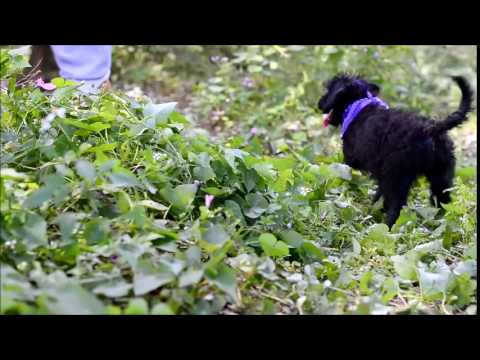 Cupcake F1b Labradoodle puppy
