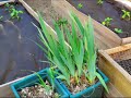 Click here to watch this video Lewis Brothers Garden Jan-May 2012