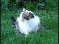 Die Katze und ihr Vogel