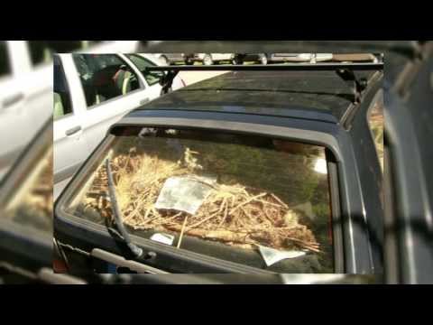 The “Eco” VW Golf,  Golf mit Heuaustattung, Golf Equipment with hay,