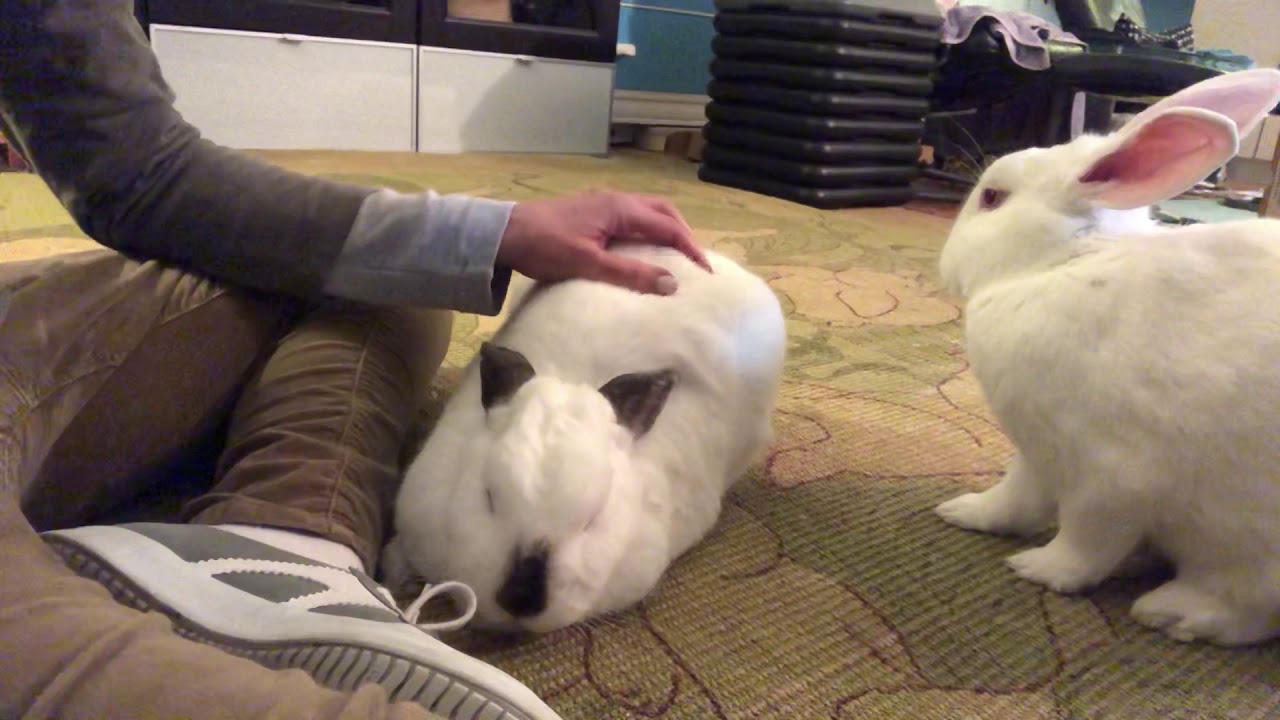 Does your rabbit want pets? The Bunbrary Blog