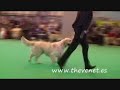 Crufts 2008 Golden Yearling Dog