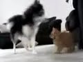 [My PETS] Dog & Cat play FIGHT