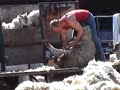 Sheep Shearing