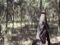 Scary Little Red Riding Hood teaser