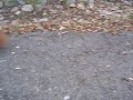 Na tropie zwierzaka:)