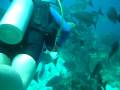The Aquarium Caye Caulker Belize.avi