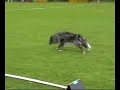 Brigitte Lange - 1.Platz - dhv Obedience-DM 2008