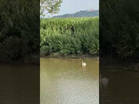 Il cigno nelle acque dell'Arno a Pontedera