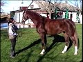 Aragorn, 2005 KWPN gelding (Acodetto - Ramiro Z - Furioso II)