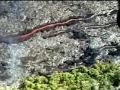 HILO, HELICOPTER, KILAUEA VOLCANO (Robb & Bry, Hawaii, #4/5)