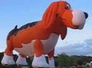 BEAGLE MAXIMUS Takes His Bow-Wow