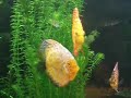 Acuario-peces-discos