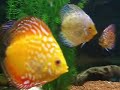 Acuario-peces-discos