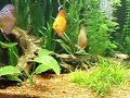 Acuario-peces-discos
